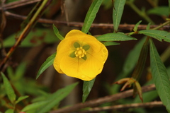 Ludwigia bonariensis