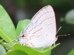 Hypolycaena philippus