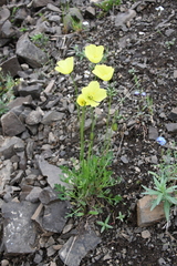 Papaver variegatum