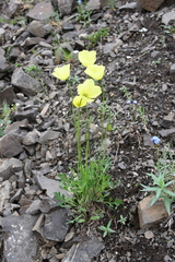 Papaver variegatum