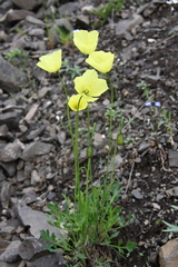 Papaver variegatum