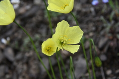 Papaver variegatum