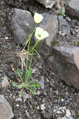 Papaver variegatum
