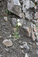 Papaver variegatum