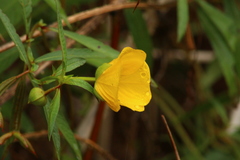 Ludwigia bonariensis