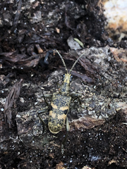 Rhagium mordax