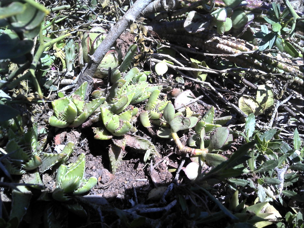 Tigerfigs