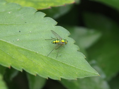 Chrysosoma globiferum