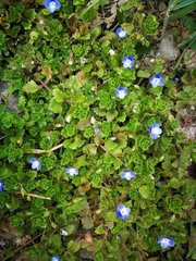 Veronica persica