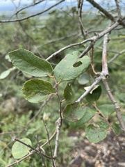 Grewia monticola