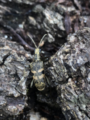 Rhagium mordax