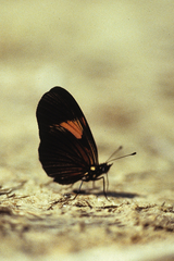 Castilia perilla