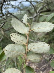 Grewia monticola