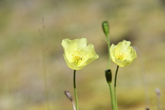 Papaver variegatum