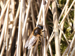 Cheilosia grossa
