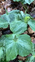 Trillium luteum