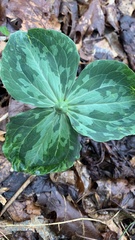 Trillium luteum