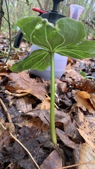 Trillium luteum