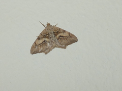Macaria mirthae