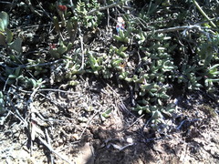 Corpuscularia