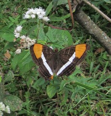 Adelpha zea