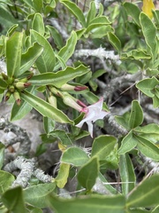 Pachypodium saundersii