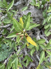 Pachypodium saundersii