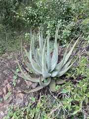 Aloe pienaarii