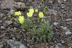 Papaver pulvinatum