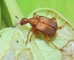 Parapoderus submarginatus
