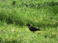 Turdus merula