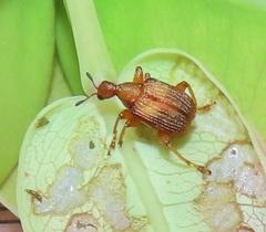 Parapoderus submarginatus
