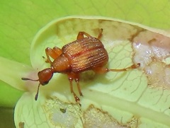 Parapoderus submarginatus
