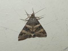 Melipotis trujillensis