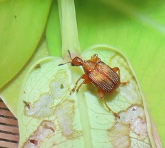 Parapoderus submarginatus