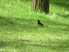 Turdus merula