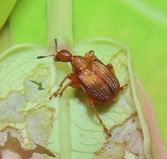 Parapoderus submarginatus