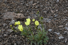 Papaver pulvinatum