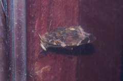 Vanessa indica indica