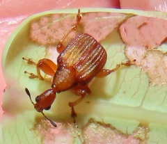 Parapoderus submarginatus