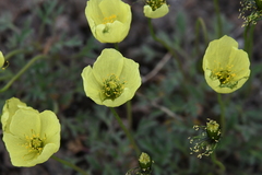 Papaver pulvinatum