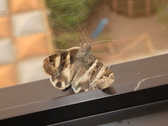 Melipotis trujillensis