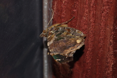 Vanessa indica indica