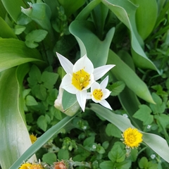 Tulipa bifloriformis