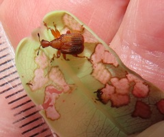 Parapoderus submarginatus
