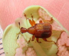 Parapoderus submarginatus