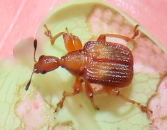Parapoderus submarginatus