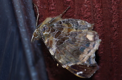 Vanessa indica indica