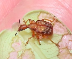 Parapoderus submarginatus