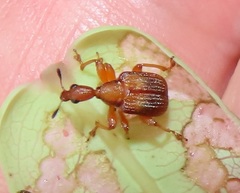 Parapoderus submarginatus
